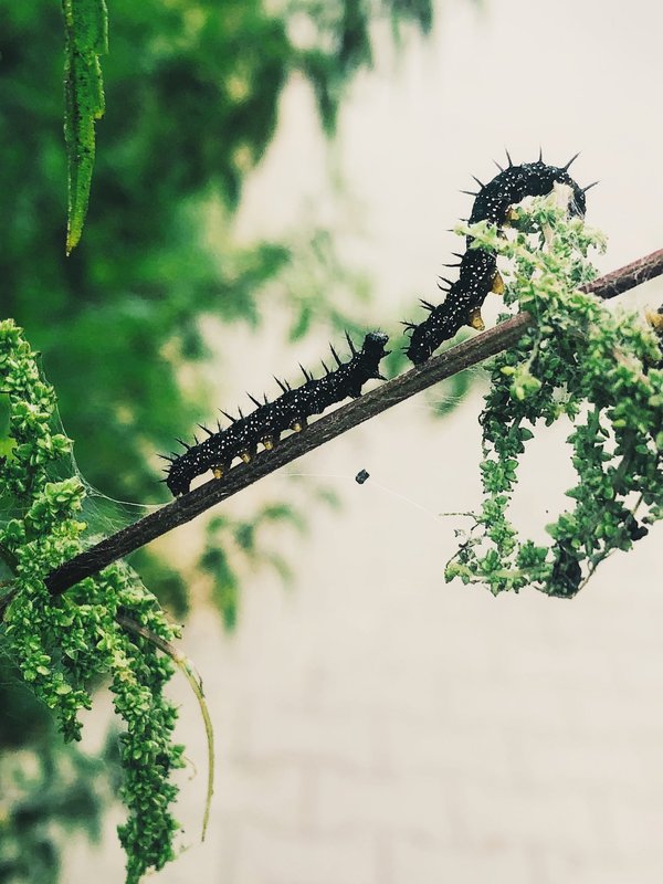 Chenilles processionnaires : pourquoi faire appel à un professionnel ?