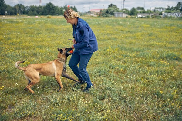 Les avantages de la détection canine par rapport aux autres méthodes de détection des punaises de lit